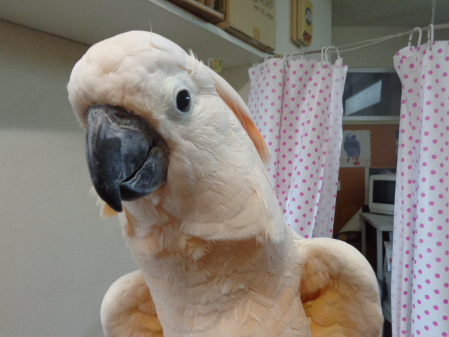 20150920-dsc04334.jpg 20150920-dsc04334.jpg