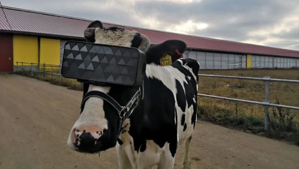 20191130-kf_cow_vr_01_1_.jpg 20191130-kf_cow_vr_01_1_.jpg