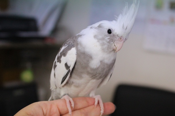 null