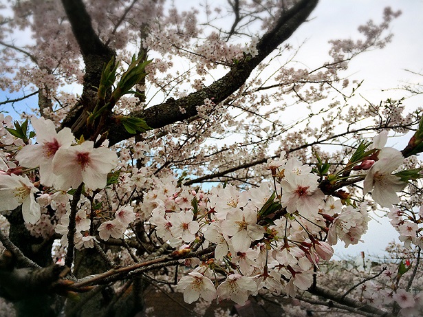 20160407-sakur.jpg