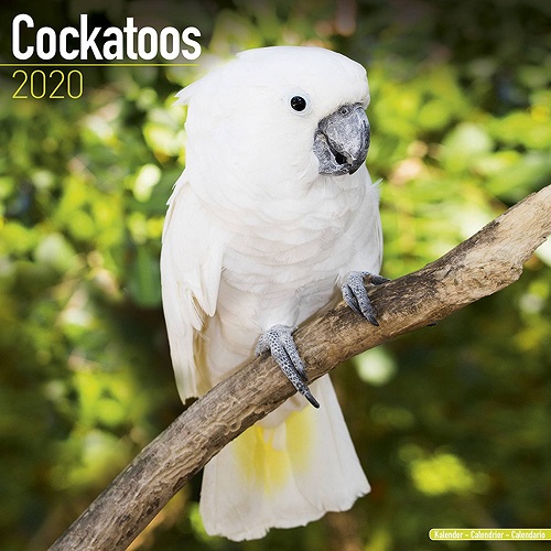 20190831-cockatoo.jpg