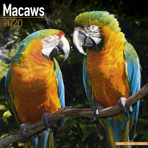 20190831-macaw.jpg