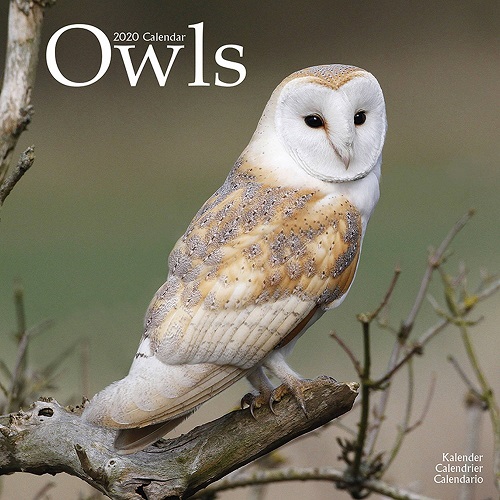 20190831-owl1.jpg