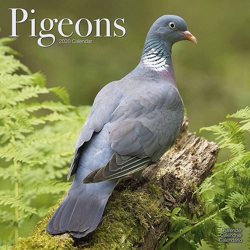 20190831-pigeon.jpg