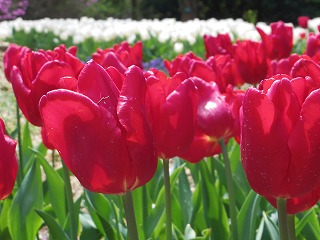 20170420-flower1.jpg 20170420-flower1.jpg