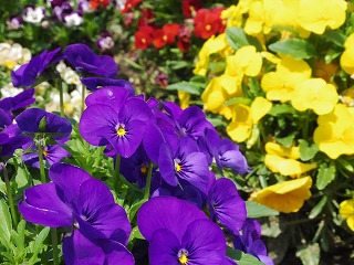 20170420-flower2.jpg 20170420-flower2.jpg