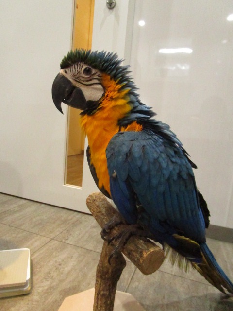20180331-img_2995.jpg 20180331-img_2995.jpg