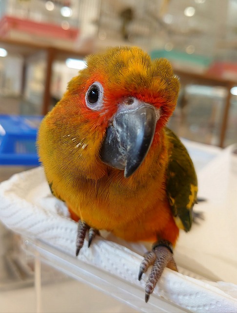 Golden Conure Vs Sun Conure: Unveiling the Colorful Showdown