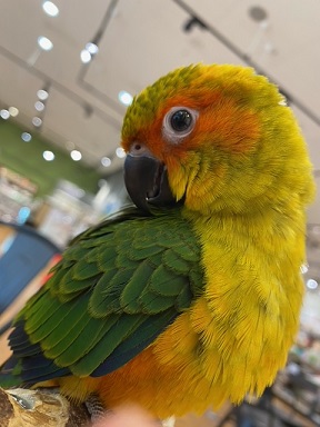 ã“ã‚“ã±ã¾ã‚‹åŸ¼çŽ‰åº— - ã‚³ã‚¬ãƒãƒ¡ã‚­ã‚·ã‚³ã‚¤ãƒ³ã‚³ã¡ã‚ƒã‚“ç‰¹é›†ï¼