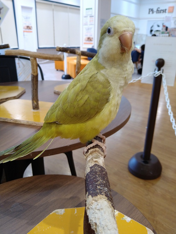 こんぱまる埼玉店 抹茶色オキナーズ