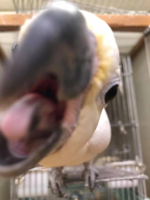 null null