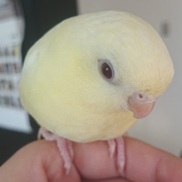 20150209-kurimu2.jpg 20150209-kurimu2.jpg