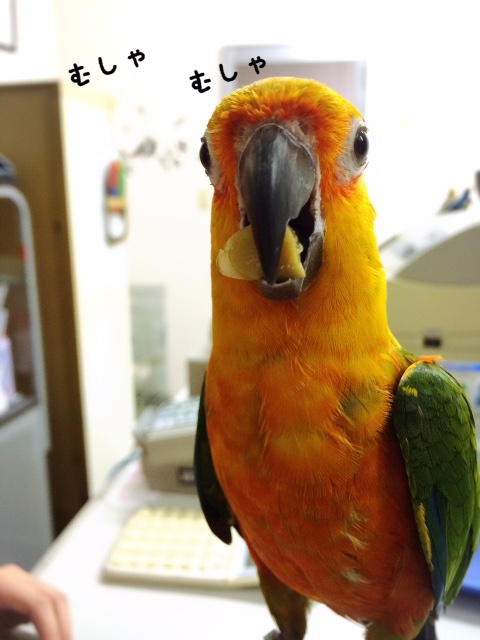 20150922-mkisiko.jpg 20150922-mkisiko.jpg
