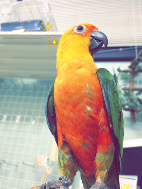 20150922-nanairo.jpg 20150922-nanairo.jpg