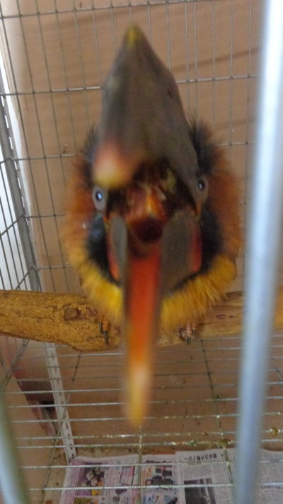20151124-akasai1.jpg 20151124-akasai1.jpg