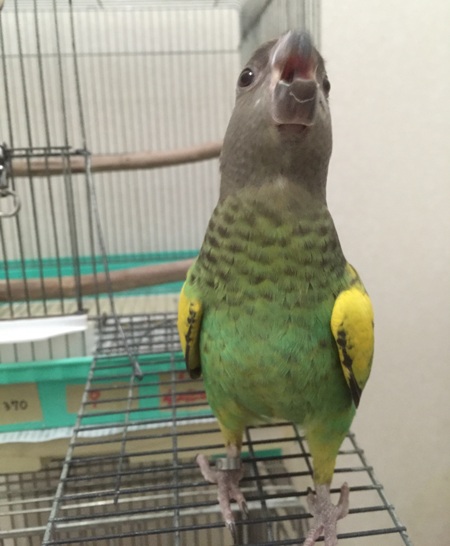 20160229-murakumo1.jpg 20160229-murakumo1.jpg