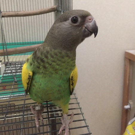 20160229-murakumo2.jpg 20160229-murakumo2.jpg