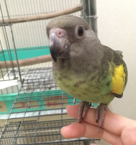 20160229-murakumo4.jpg 20160229-murakumo4.jpg