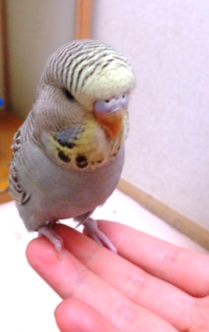 20160331-zyannbo2.jpg 20160331-zyannbo2.jpg
