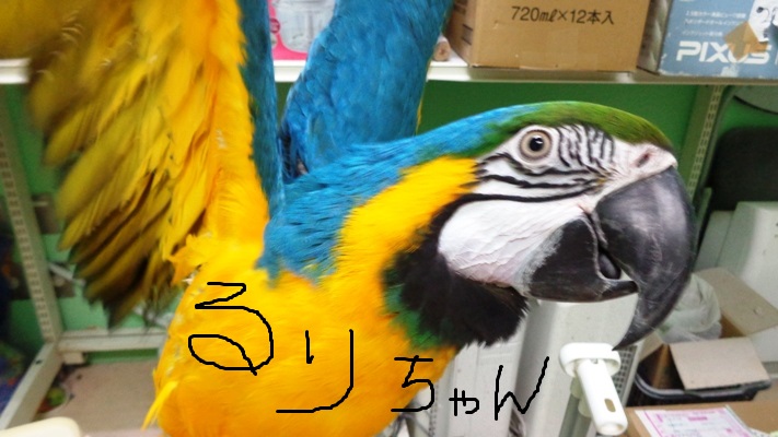 20160430-dsc04781.jpg 20160430-dsc04781.jpg