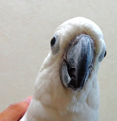 20160831-aru2.jpg 20160831-aru2.jpg