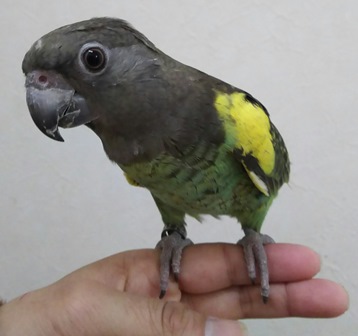 20161214-murakumo2.jpg
