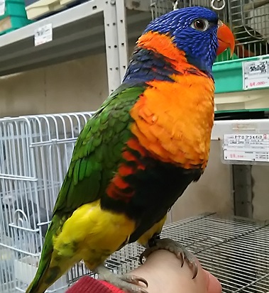 20161225-lory_1.jpg 20161225-lory_1.jpg