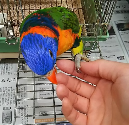 20161225-lory_2.jpg 20161225-lory_2.jpg