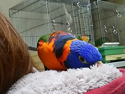 20161225-lory_3.jpg 20161225-lory_3.jpg