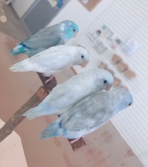 20190908-mame5.jpeg 20190908-mame5.jpeg