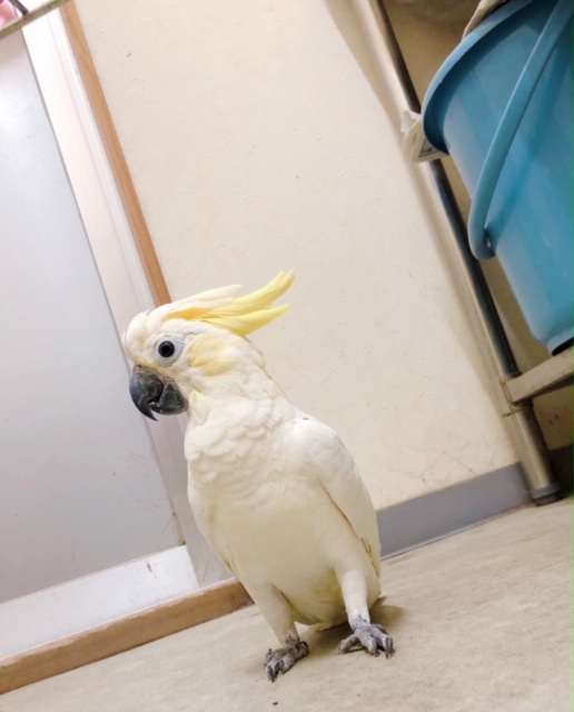 20200904-koba1.jpg 20200904-koba1.jpg