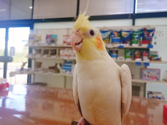 20200930-okame.jpg