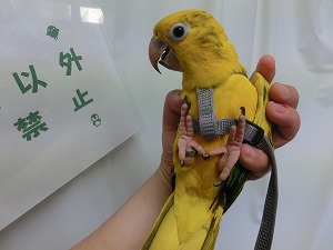 20150417-cimg6156.jpg 20150417-cimg6156.jpg
