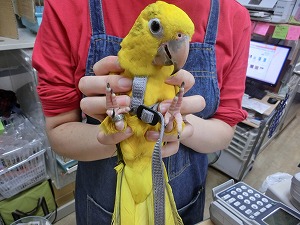 20150417-cimg6161.jpg 20150417-cimg6161.jpg