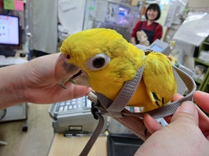 20150417-cimg6168.jpg 20150417-cimg6168.jpg