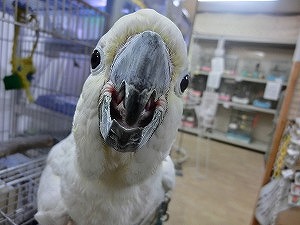 20150831-cimg6274.jpg 20150831-cimg6274.jpg
