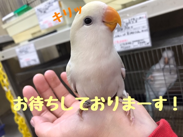 null null