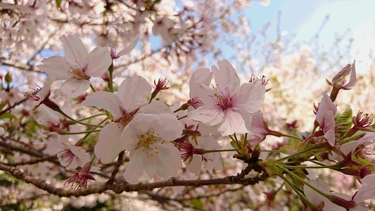 20200409-sakura-2.jpg