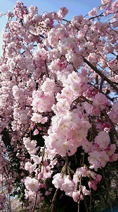 20200409-sakura-3.jpg