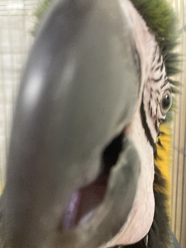 null null