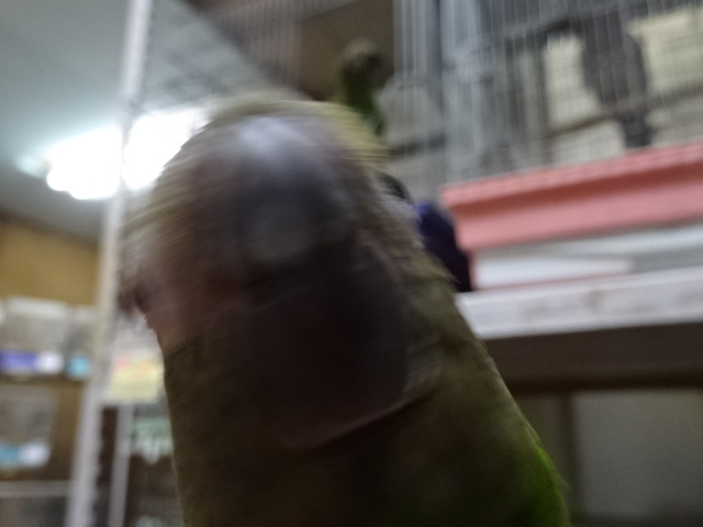 20180227-059.jpg 20180227-059.jpg