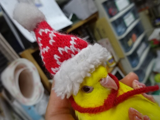 20181130-024_1.jpg 20181130-024_1.jpg