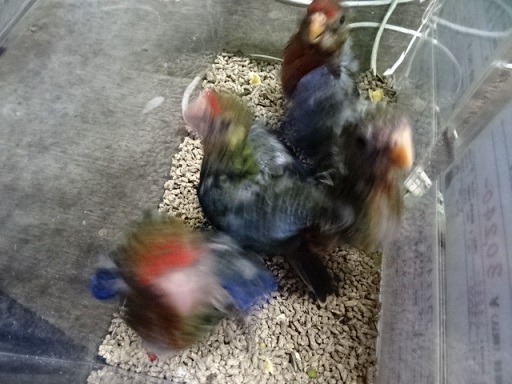 20190531-019a.jpg 20190531-019a.jpg