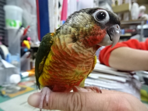 20190531-036a.jpg 20190531-036a.jpg