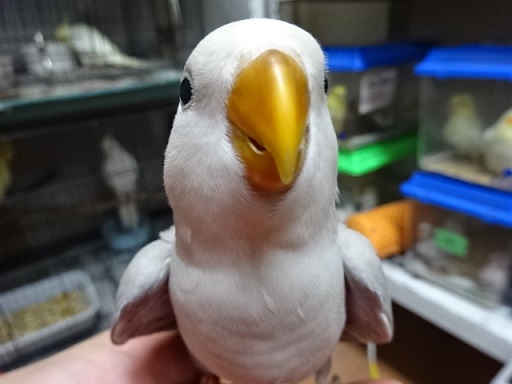 null null