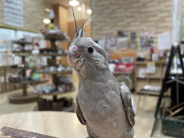 ����å��ǲ�����ɽ��