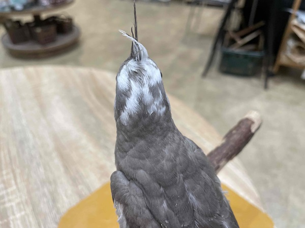 ����å��ǲ�����ɽ��