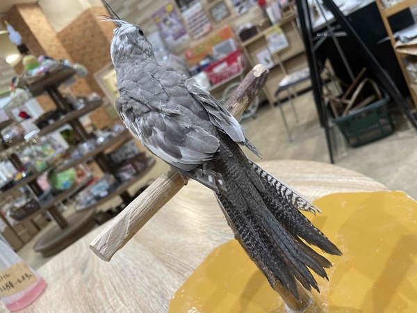 ����å��ǲ�����ɽ��