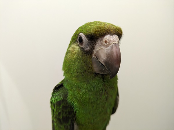 ����å��ǲ�����ɽ��