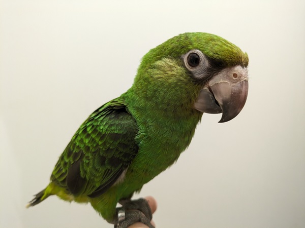 ����å��ǲ�����ɽ��